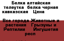 Белка алтайская телеутка, белка черная кавказская › Цена ­ 5 000 - Все города Животные и растения » Грызуны и Рептилии   . Ингушетия респ.